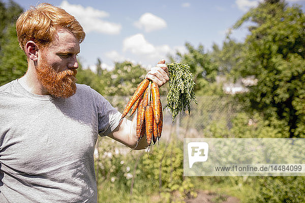 Mann mit Bart erntet Karotten im sonnigen Gemüsegarten