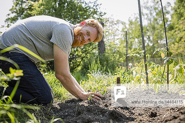 Portrait smiling  confident man with beard planting vegetables in sunny garden