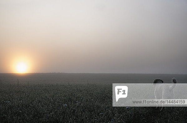 Spanischer Wasserhund bei Sonnenaufgang über einem ruhigen  nebligen Feld auf dem Land