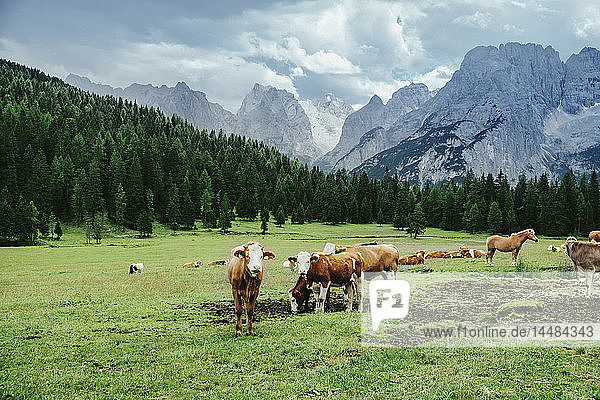 Kühe und Pferde grasen in einem üppigen Tal unterhalb der Berge  Naturpark Drei Zinnen  Südtirol  Italien