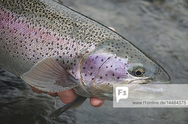 Close up of a caught Rainbow Trout  Kenai River  Southcentral Alaska