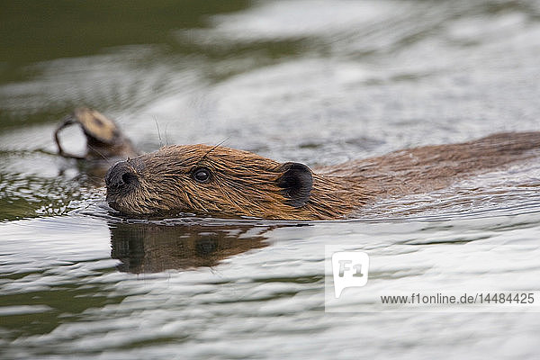 Close up of a Beaver with stick swimming in a pond in Denali National Park  Alaska during Summer.