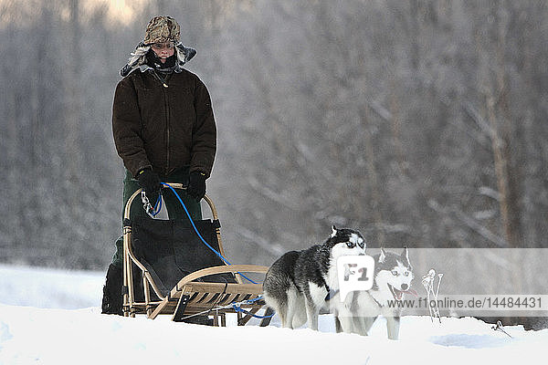 Recreational musher out with her Siberians in Wasilla  Southcentral Alaska  Winter
