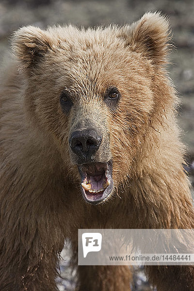 Close up of a young brown bear at Geographic Harbor in Katmai National Park  Southwest Alaska  Summer