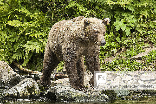 Adult Brown Bear standing on the rocky shore of Big River Lakes in Southcentral Alaska during Summer
