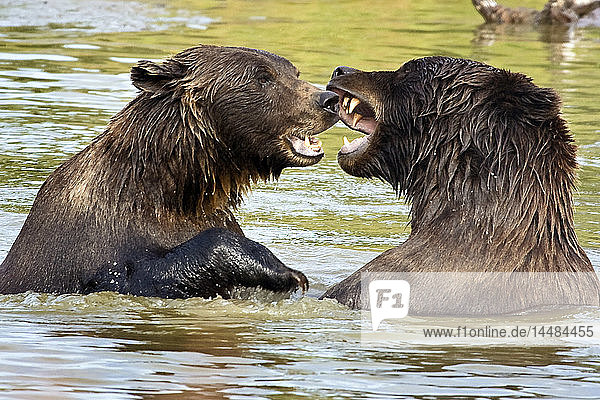 Spielende Bären im Alaska Wildlife Conservation Center  Süd-Zentral-Alaska