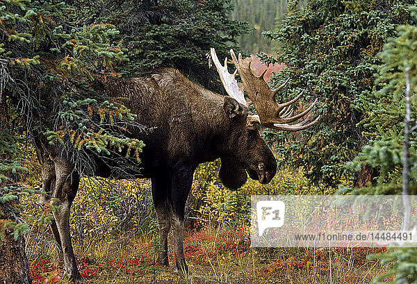 Bull Moose in Forest Fall Interior Alaska