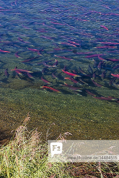 Red Sockeye salmon migrating upstream to spawn  Brooks River  Katmai National Park  Summer