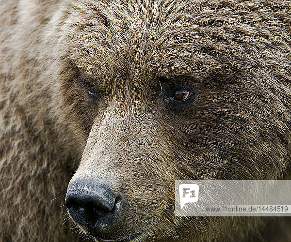 Nahaufnahme eines Braunbären in der Hallo Bay  Katmai National Park  Südwest Alaska  Sommer