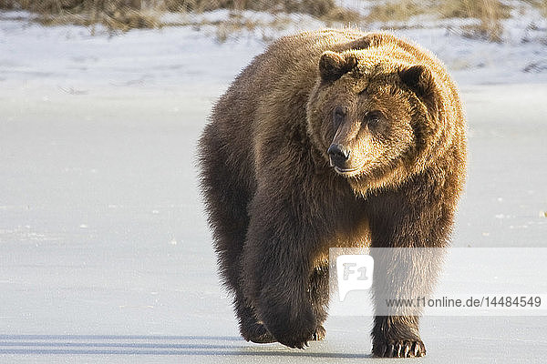 Gefangener Grizzly  der im Schnee spazieren geht  im Alaska Wildlife Conservation Centerm in Süd-Zentral-Alaska