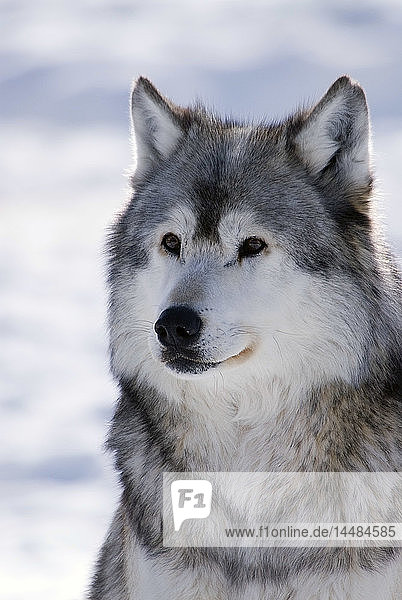 Captive Gray Wolf winter portrait
