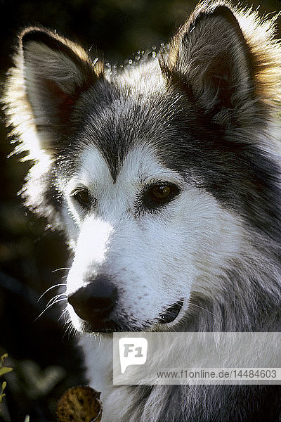 Porträt des Alaskan Husky Hundes Alaska