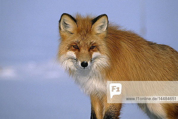 Red Fox Arctic Circle Plains Winter Alaska