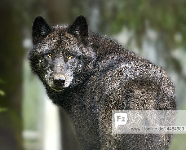 CAPTIVE Wolf im Alaska Zoo  Süd-Zentral-Alaska