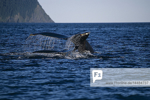 Buckelwale schwimmen an der Oberfläche Kodiak Archipel AK SW Sommer Afognak Is