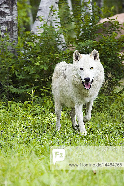 Erwachsener Wolf im Wald Minnesota Frühling Gefangenschaft