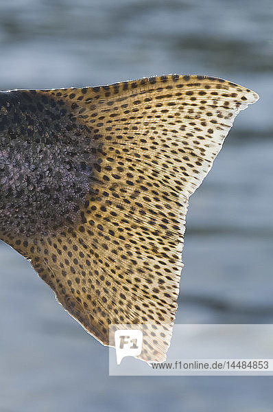 Close up of the tail of a Rainbow Trout backlit by sunshine  Kenai River  Alaska
