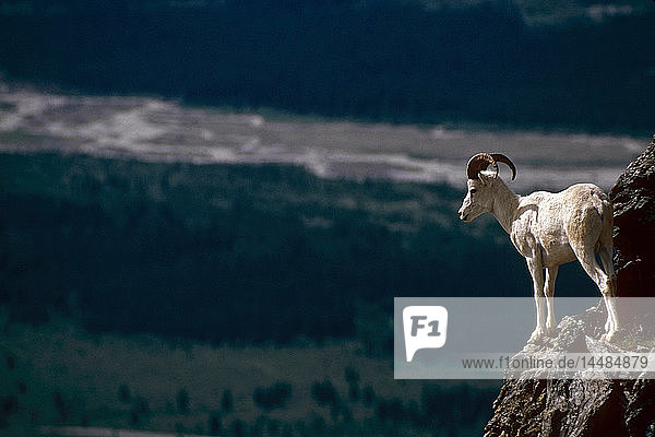 Dall Sheep on Ridge Denali NP Alaska