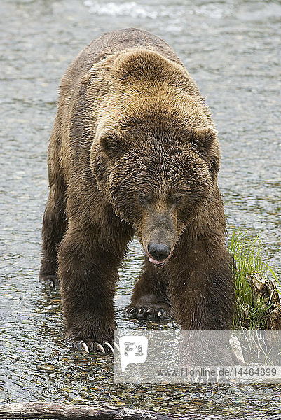 Adult Brown Bear with long claws visible on front paws stands in shallow water of Brooks River  Katmai National Park  Southwest Alaska  Summer  Digitally altered