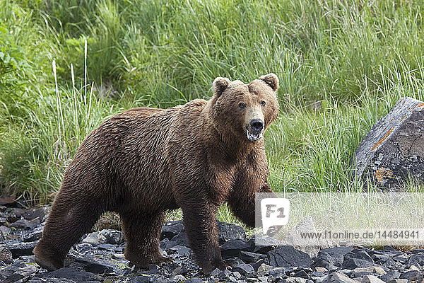 Grizzly walking on a rocky beach with green grass in the background at Geograhic Harbor  Alaska during Summer