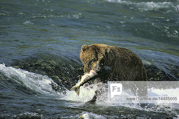 Braunbär fängt Lachs McNeil River Area SW Alaska Sommer