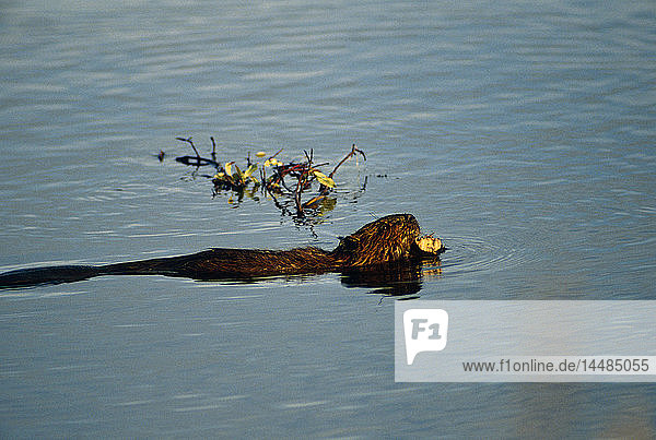 Biber schwimmt mit Weidenzweig im Teich Alaska