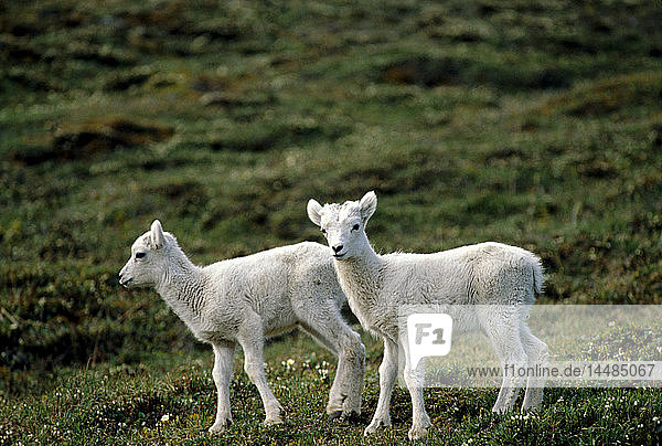 Dall Sheep Lambs Denali NP Summer Alaska