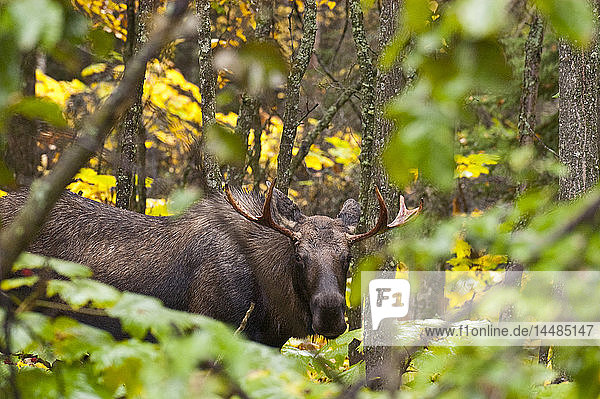 A wary young bull moose standing in a thick grove of trees in Anchorage  Souhcentral Alaska  Summer