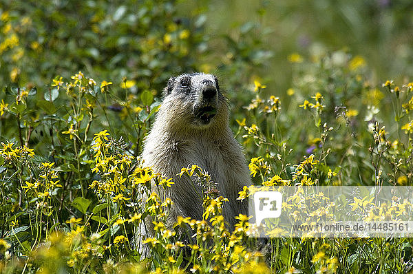 Hoary Marmot stands upright in a field of yellow wildflowers in Glacier National Park  Montana  Summer