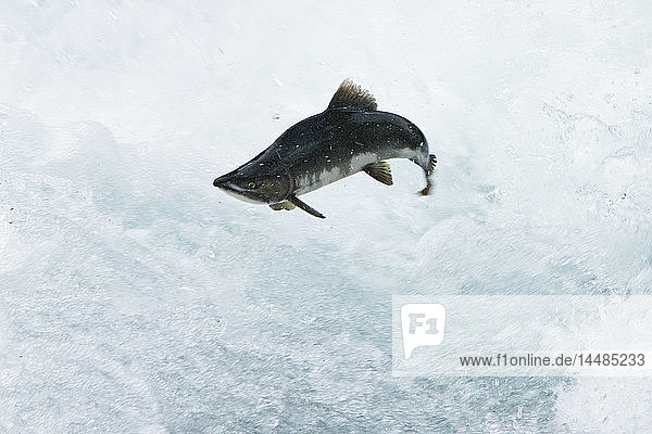 A spawning pink salmon jumps an obstacle at the Sweetheart Lake waterfalls in Gilbert Bay in the Inside Passage  Southeast Alaska  Summer