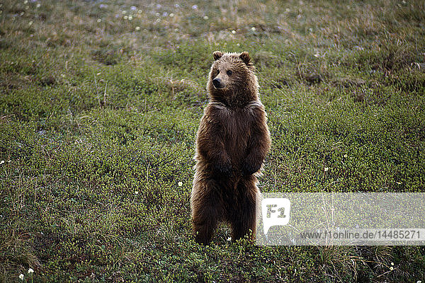 Grizzly auf den Hinterbeinen stehend Denali NP Sommer AK