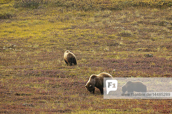Eine Grizzlybärensau und ihre beiden Jungen suchen in der Tundra im Denali National Park and Preserve im Inneren Alaskas nach Blaubeeren  Herbst
