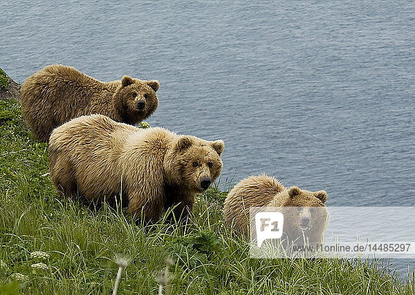 Braunbärensau und Jungtiere beim Fressen von Seggengräsern in der Hallo Bay  Katmai National Park  Südwest-Alaska  Sommer