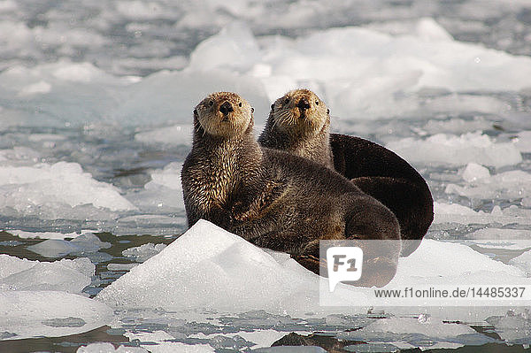Sea Otters amongst an ice floe in Prince William Sound  Alaska