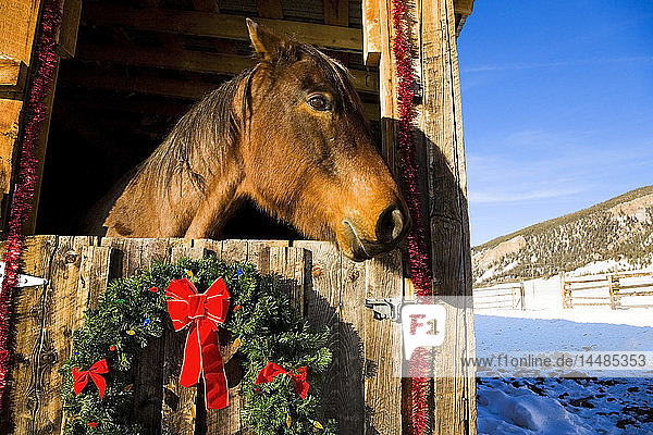 Pferd in der für die Feiertage geschmückten Scheune Houston Ranch Creede Colorado