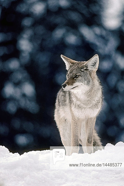 Kojote im Schnee stehend Alaska Winter