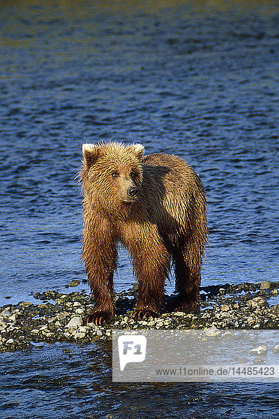 Grizzly on Gravel Bar River Alaska