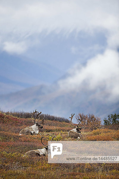 Three bull caribou bedded on Autumn tundra in Denali National Park Interior Alaska