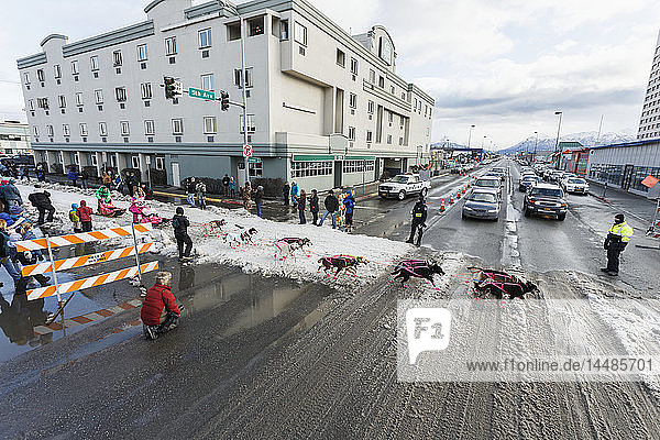 Traffic stops on 5th avenue for Iditarod musher DeeDee Jonrowe to cross in downtown Anchorage during the cermonial start day of Iditarod 2015 in Anchorage  Alaska