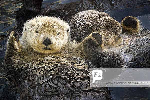 CAPTIVE Two Sea Otters holding paws at Vancouver Aquarium in Vancouver  British Columbia Canada CAPTIVE