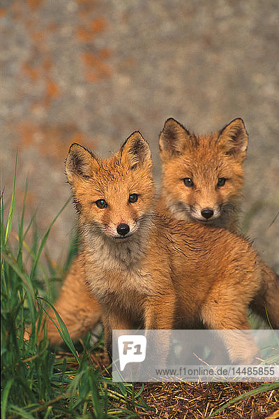 Red Fox Kits @ Round Island Westalaska Sommer