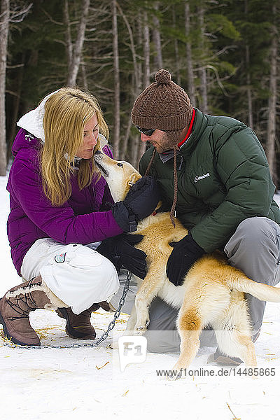 Touristen streicheln einen Schlittenhund  Alyeska Resort in der Nähe von Moose Meadows bei Girdwood in Süd-Zentral-Alaska