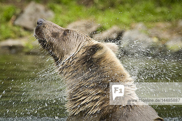 Grizzly schüttelt den Kopf beim Schwimmen im Wolverine Creek am Big River Lakes in Southcentral Alaska im Sommer