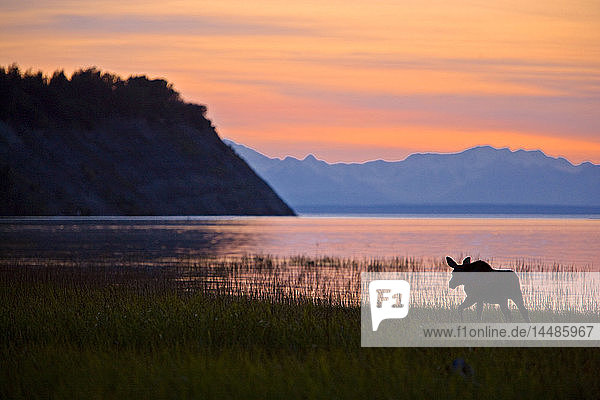 Elchkalb bei der Fütterung entlang des Tony Knowles Coastal Trail bei Sonnenuntergang im Sommer in Anchorage  Southcentral Alaska