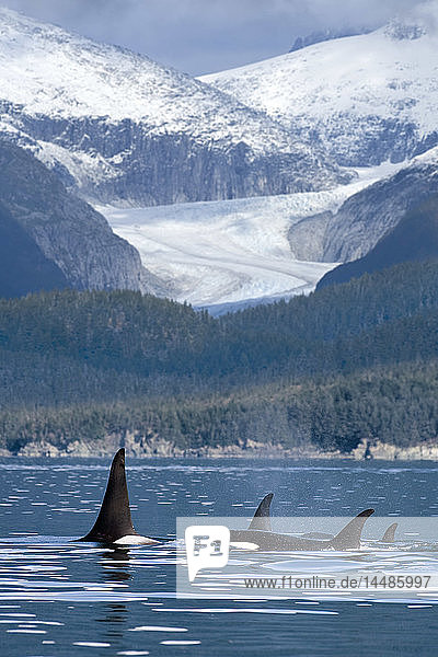 A pod of Orca whales surface in Favorite Passage near Juneau with Eagle Glacier and Coast Range in the background  Alaska   COMPOSITE