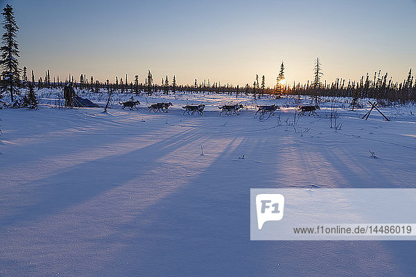Lev Shvarts runs on the trail near sunset a few miles before the Huslia checkpoint during Iditarod 2015
