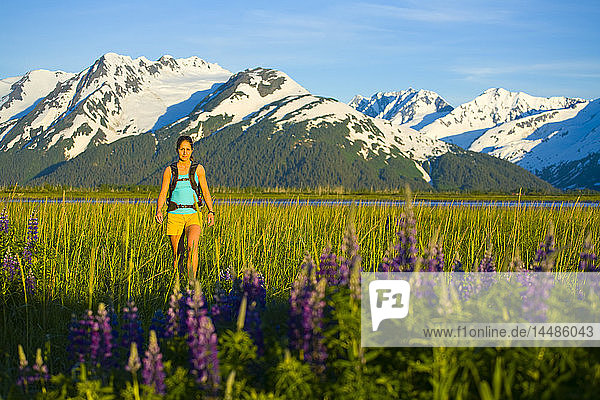 Frau beim Wandern auf einer Lupinenwiese in der Nähe des Twentymile River entlang des Turnagain Arm in Süd-Zentral-Alaska im Sommer
