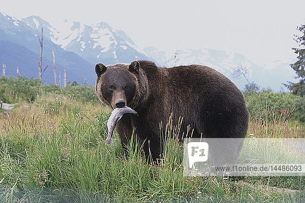 FANG: Braunbär steht mit einem Lachs im Maul im Alaska Wildlife Conservation Center  Alaska