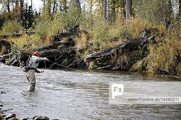 Frau fischt mit der Fliege und wirft auf wilden Steelhead am Deep Creek  Kenai-Halbinsel  Southcentral Alaska  Herbst