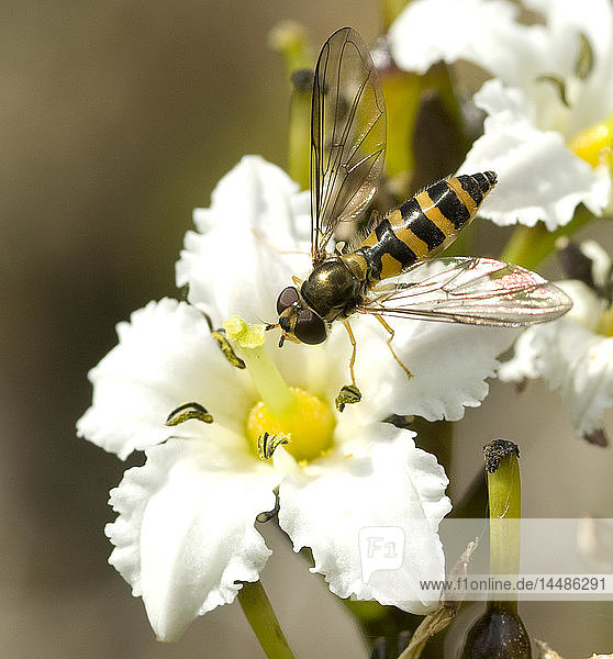 Close up view of a Yellow Jacket sitting on a Deer Cabbage flower  Squire Island in Prince William Sound  Kenai Peninsula  Southcentral Alaska  Summer